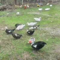 اردک مسکوئی