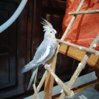 یک عدد عروس هلندی سالم و سرحال|پرنده|قائمشهر, |دیوار