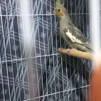 جوجه عروس نر