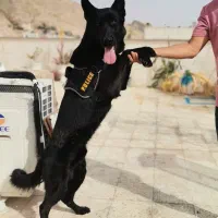 ژرمن بلک اصیل