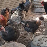 مرغ.خروس|حیوانات مزرعه|منجیل, |دیوار