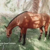 سلام به خدمت دوستان عزیز اسب نریون