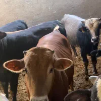 فروش گوساله