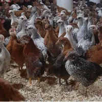 جوجه نیمچه نوچه گلپایگانی اصلاح نژاد