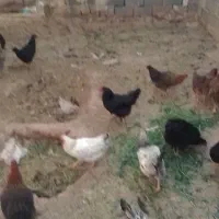 مرغ تخمی