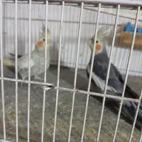 عروس  هلندی