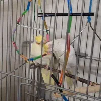 جفت عروس هلندی جوان با قفس و لوازم