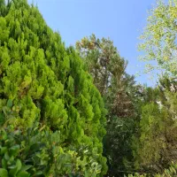 سرایدار ونگهبان