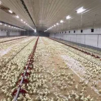 مکانی برای پروررش مرغ