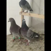کفتر