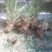 کار درخت خرما|خدمات باغبانی و درختکاری|سراوان, |دیوار