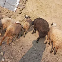 ۵ راس گوسفند شیره دار و ۲ راس بران زیبا|حیوانات مزرعه|مریوان, |دیوار