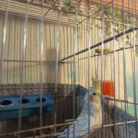 نیستم|پرنده|مبارکه, |دیوار