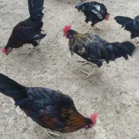فروش خروس محلی اصیل