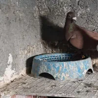 کبوتر سرخ نر|پرنده|بجنورد, |دیوار