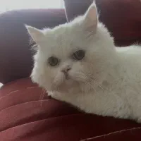 گربه