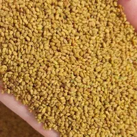 بذر یونجه ی همدانی پایه بلند