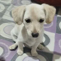 توله سگ ۴ ماهه