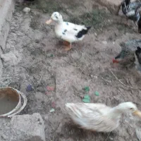 اردک|حیوانات مزرعه|امیدیه, |دیوار