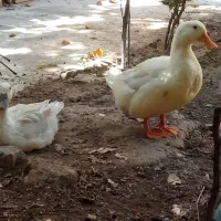 اردک|حیوانات مزرعه|کرج, کیانمهر|دیوار