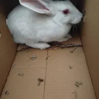 خرگوش قیمت مناسب