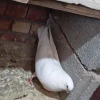 کبوتر بپر گوز آق دیمدیح