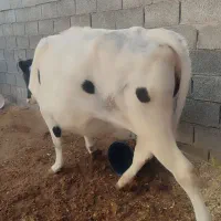 گاو خارجی نزدیک زایمان|حیوانات مزرعه|کرخه, |دیوار