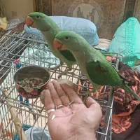 شاه طوطی