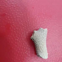 فسیل|کلکسیون اشیاء عتیقه|یزد, |دیوار