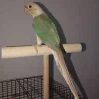 طوطی گرینچیک نر دستی بازیگوش حدودا ۶ ماهه با قفس