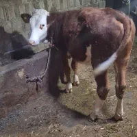 دو تا نر یدونه ماده سیمنتال|حیوانات مزرعه|قصابه, |دیوار