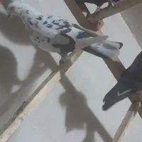 کبوترپرشی|پرنده|زیویه, |دیوار