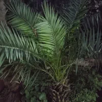 گل و گیاه طبیعی|گل و گیاه طبیعی|بابل, |دیوار