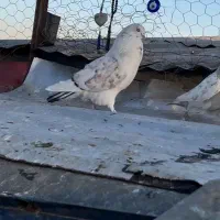 کبوتر گم شده