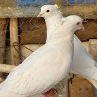 یک جفت کبوتر نروماده