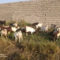 بعده نر افغانی اصل|حیوانات مزرعه|شوشتر, |دیوار