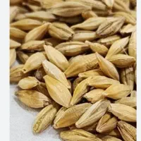 جو بذری درشت و پر