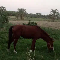 اسب خوب آرام کورسی|اسب و تجهیزات اسبسواری|عنبرآباد, |دیوار