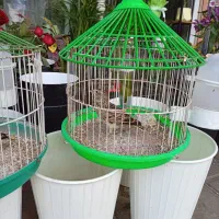 سهره خاکی|پرنده|رشت, شهرک صبا|دیوار