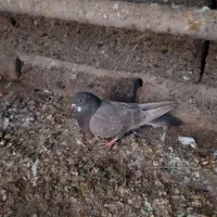 کفتر چونه سفید|پرنده|نوشین شهر, |دیوار