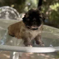 فوری فوری شاه توله پیکینیز|سگ|شهریار, اسدآباد|دیوار