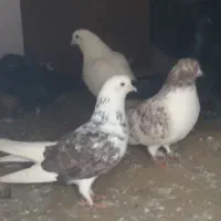 کبوتر با کیفیت بالا