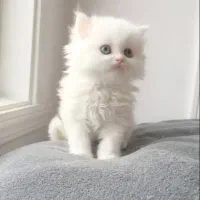 بچه گربه اصیل سوپر فلت پرشین