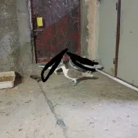 کبوتر پرشی|پرنده|نیشابور, شهید بهشتی|دیوار