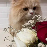 پرشین دال فیس|گربه|قزوین, |دیوار