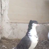 دو تا ماده ساده افشون چپ آتیشی