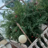 خونه باغ دشت حامد آباد|فروش خانه و ویلا|آران و بیدگل, |دیوار