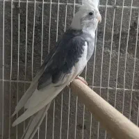 فروش طوطی عروس مولد|پرنده|آمل, |دیوار