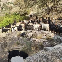 بز گوسفند
