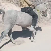 فروش اسب مادیان